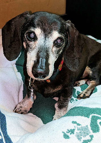 Daycare Services for Senior Dogs