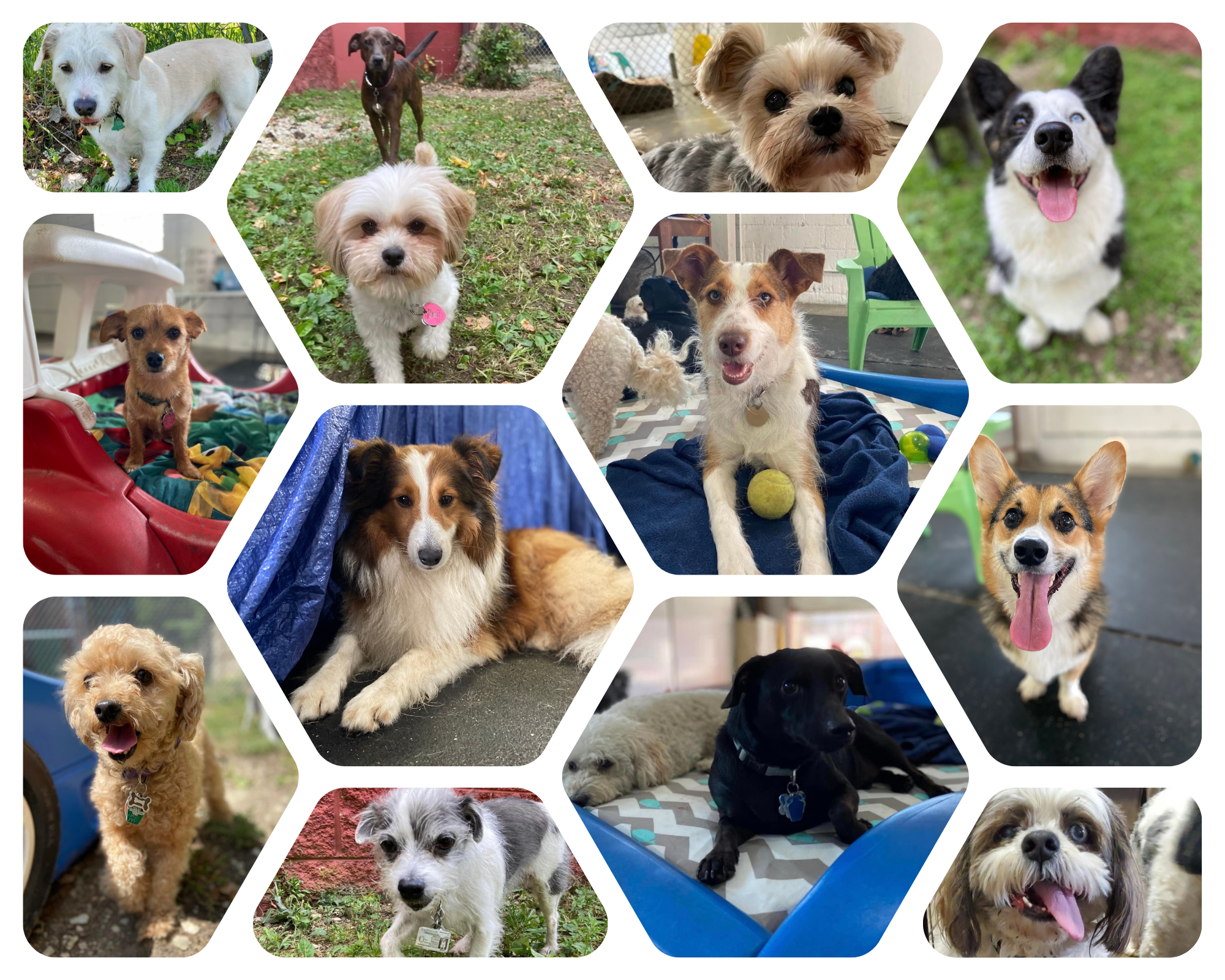 small dogs