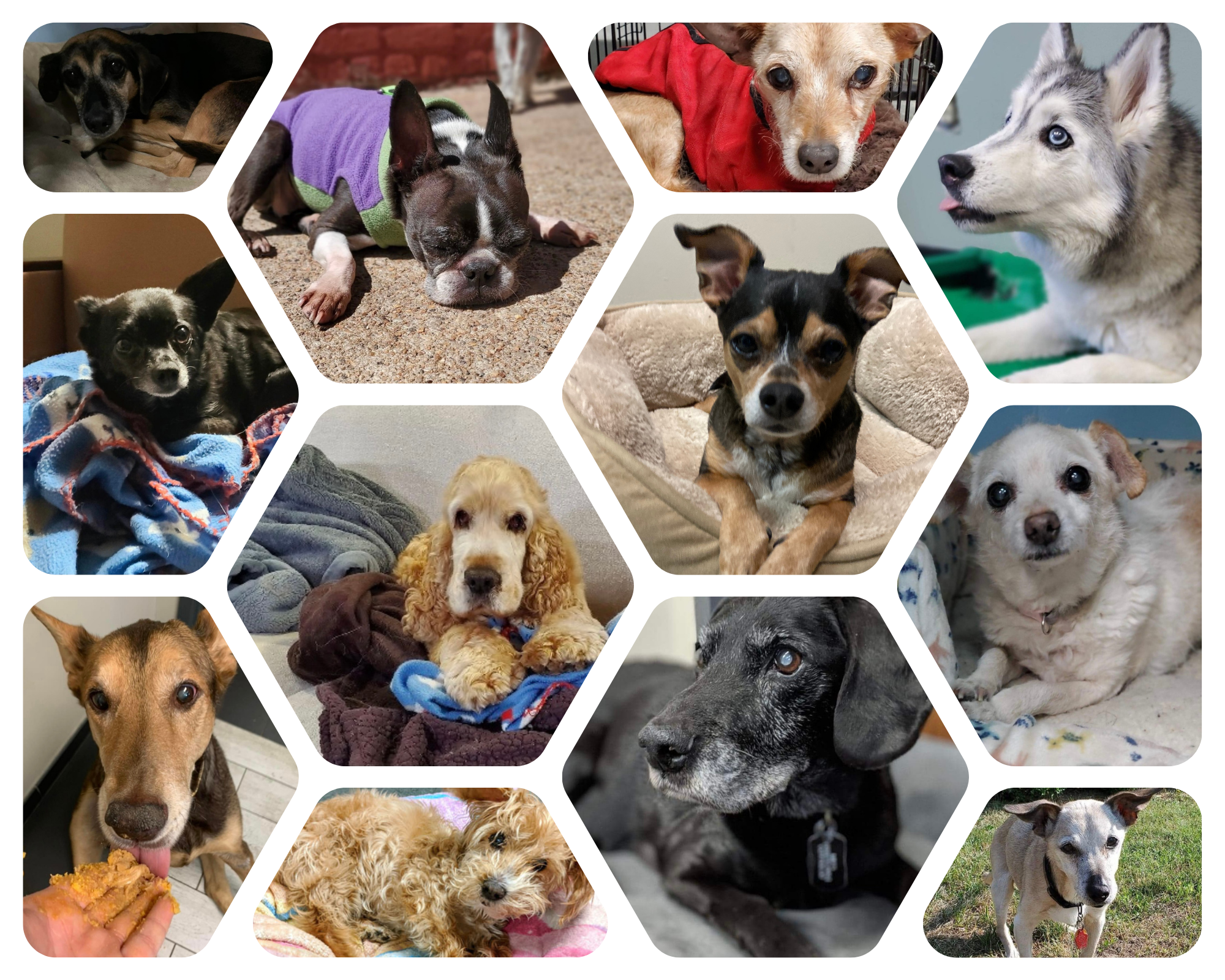 Senior Dogs