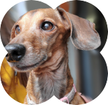 Overnight Dog Boarding