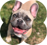 Extended Day Dog Care